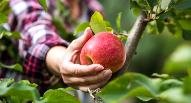 Picture of person washing an apple